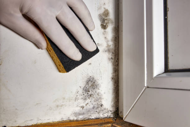 Best Post-Construction Mold Inspection  in Faith, NC
